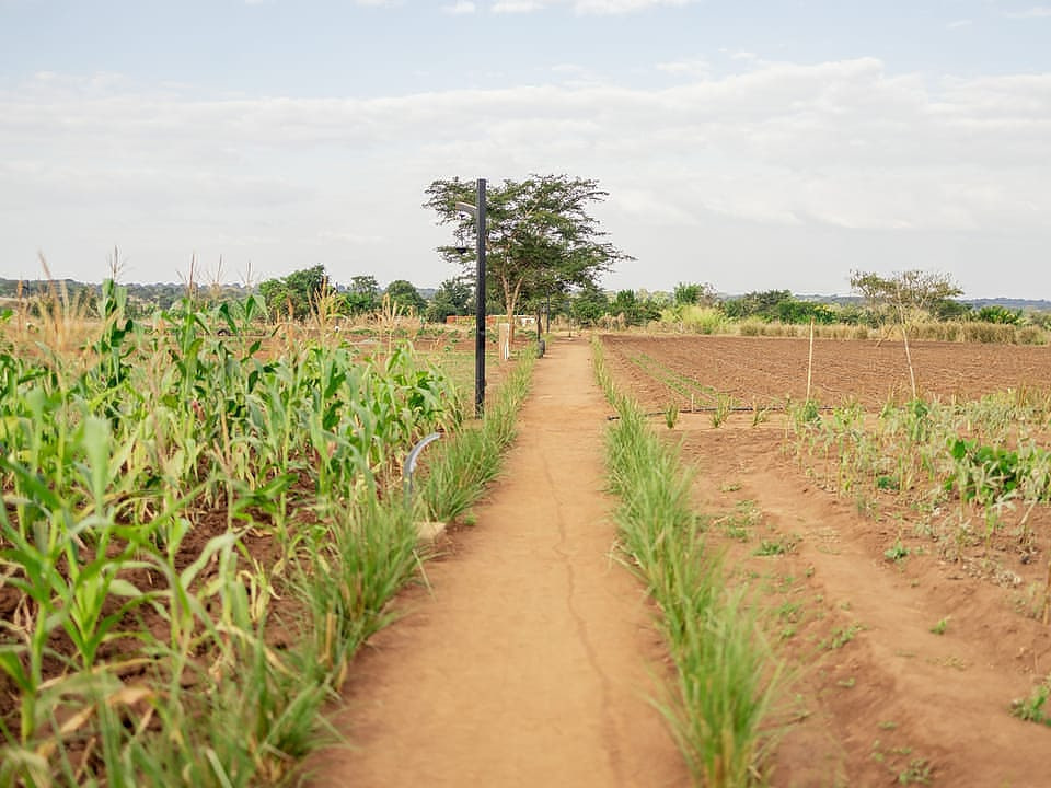 Guided walk through structured crop rows on the Chalo farm
