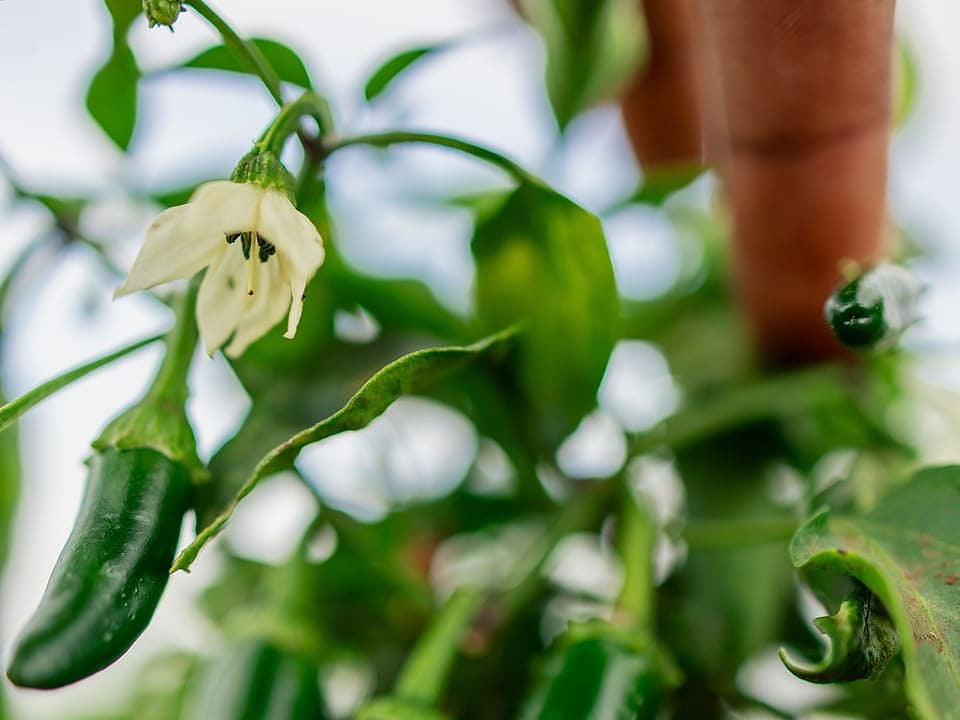 Red chilli peppers growing in rows on rich soil with sunlight filtering through green leaves