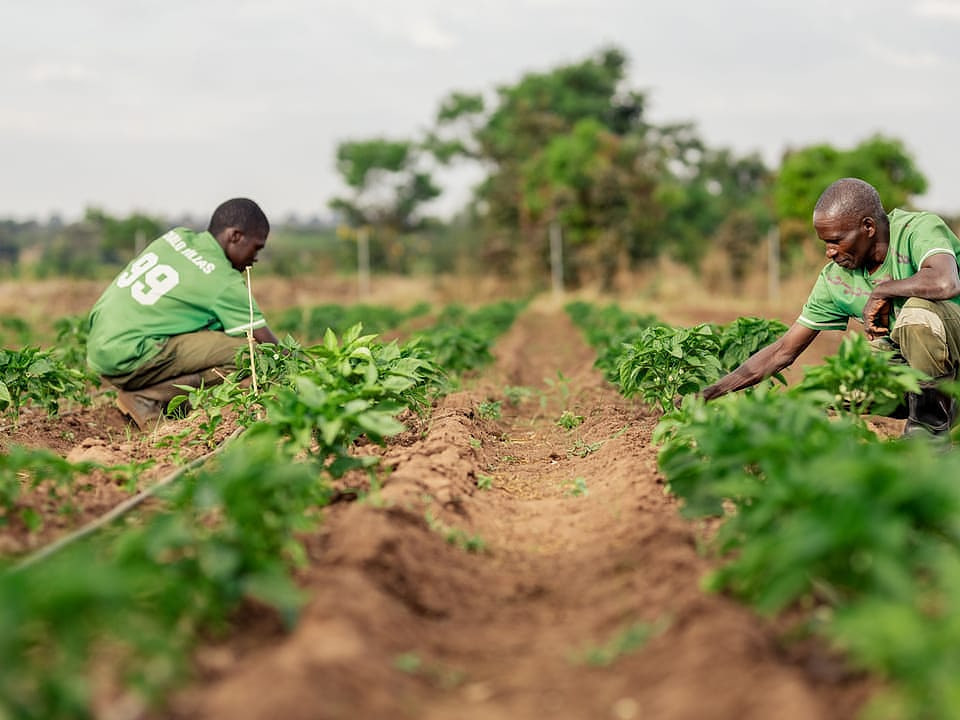 Freshly harvested produce prepared for value addition at Chalo farm